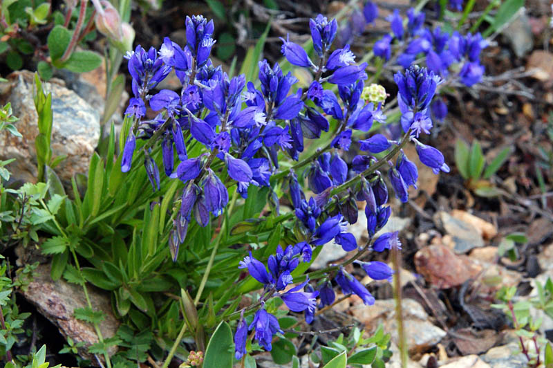 Polygala sardoa